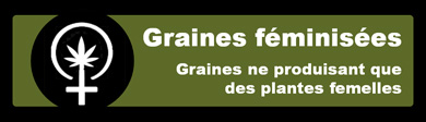 Graines de cannabis féminisées - Variétés de cannabis féminisées